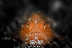 O R A N G E . .
Juvenile Hairy Frogfish (Antennarius str... by Irwin Ang 